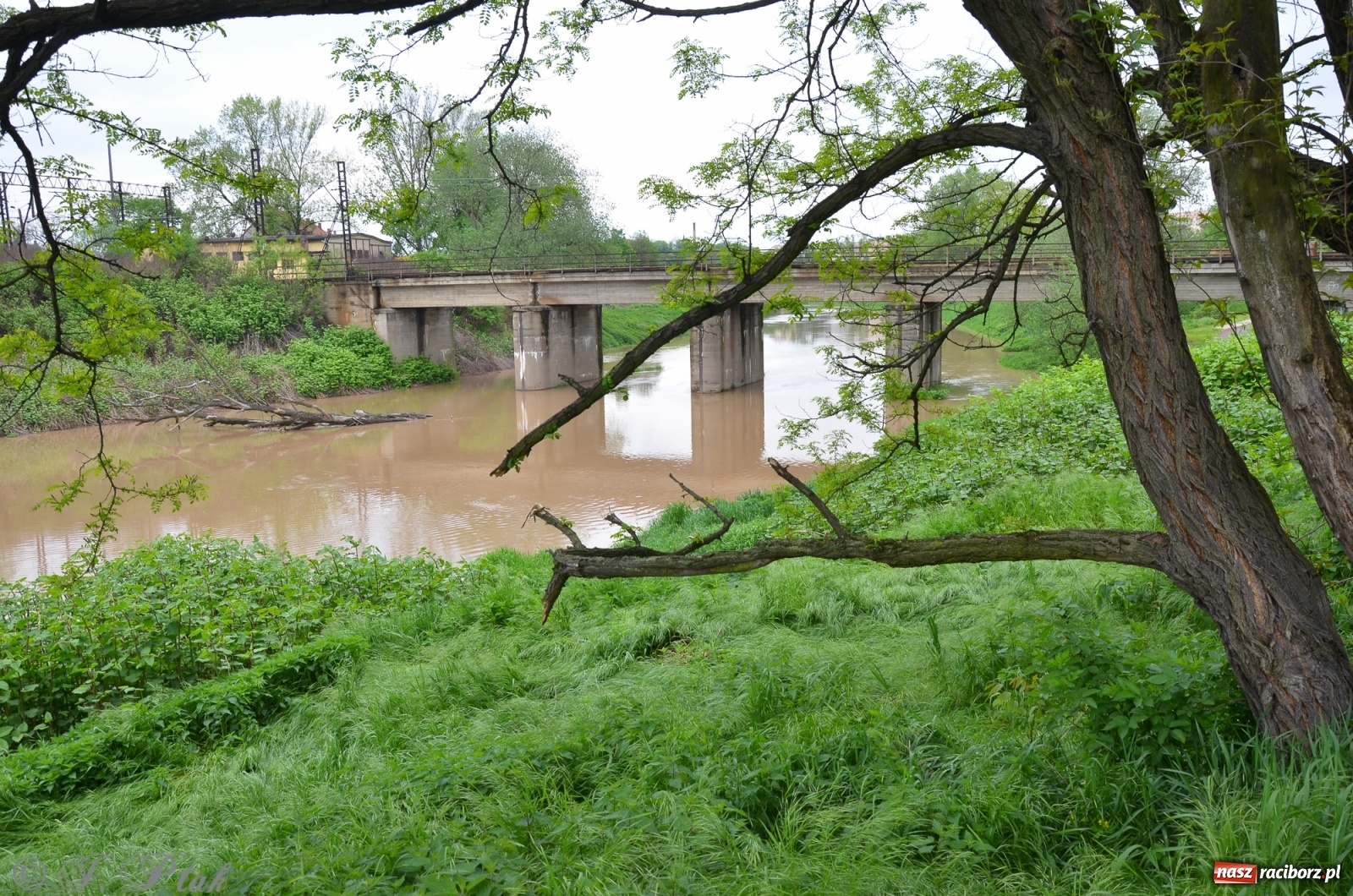 Zdjęcie w galerii na portalu naszraciborz.pl: Odra zamknięta dla żeglugi. Zdjęcia rzeki po nawałnicach wiadomości z regionu