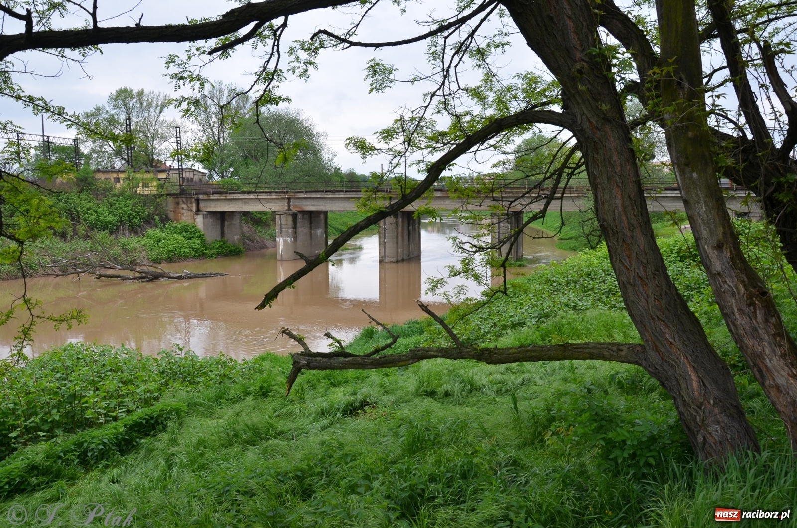 Zdjęcie w galerii na portalu naszraciborz.pl: Odra zamknięta dla żeglugi. Zdjęcia rzeki po nawałnicach wiadomości z regionu