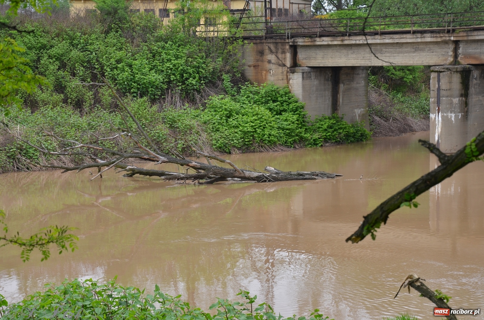 Zdjęcie w galerii na portalu naszraciborz.pl: Odra zamknięta dla żeglugi. Zdjęcia rzeki po nawałnicach wiadomości z regionu