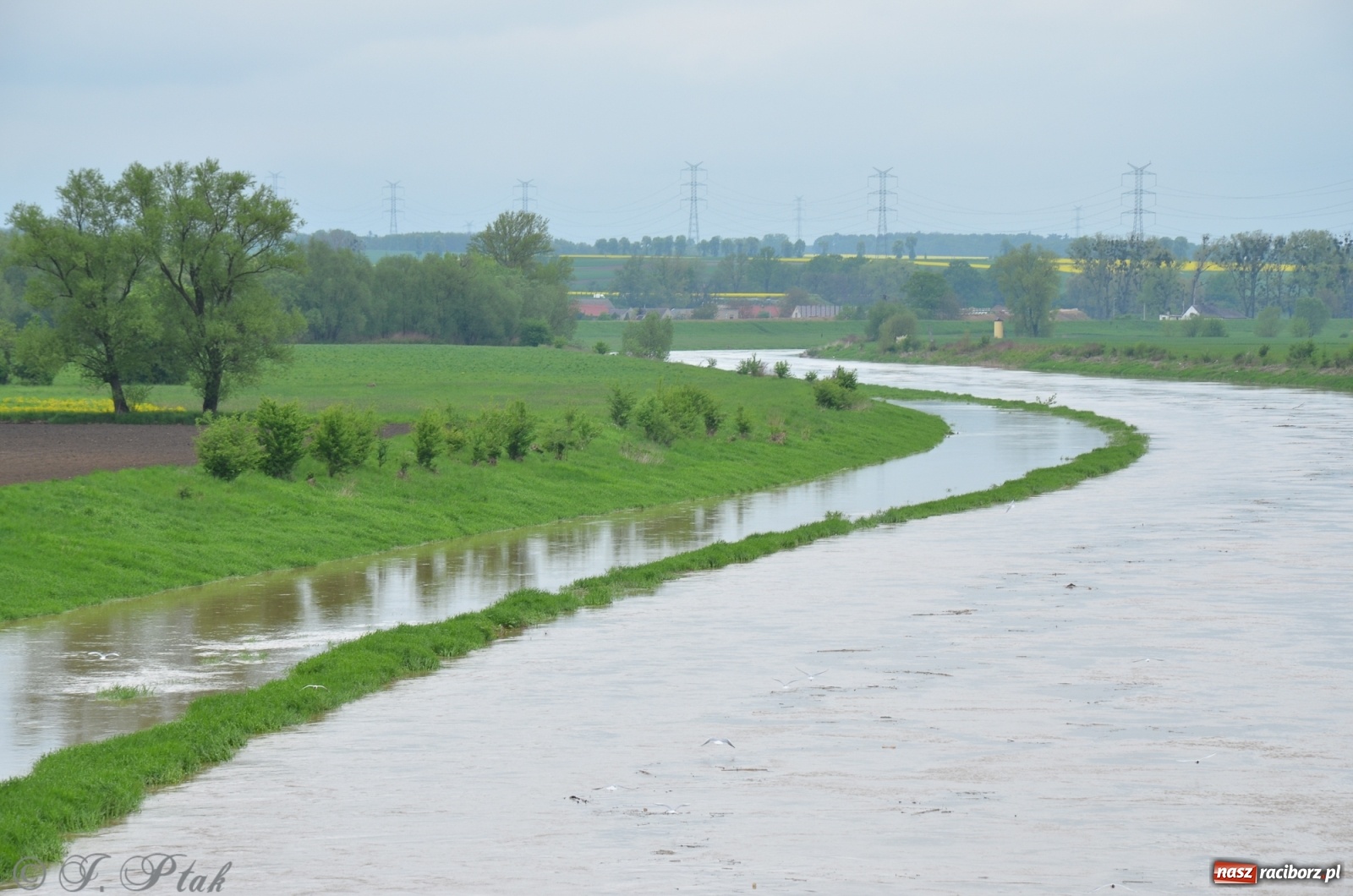 Zdjęcie w galerii na portalu naszraciborz.pl: Odra zamknięta dla żeglugi. Zdjęcia rzeki po nawałnicach wiadomości z regionu