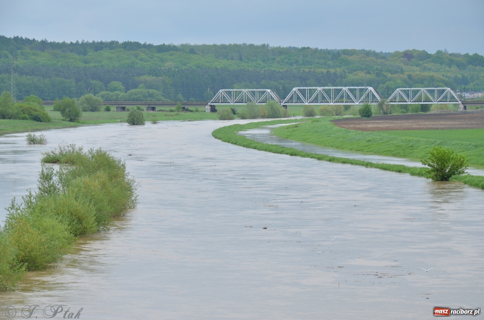 Zdjęcie w galerii na portalu naszraciborz.pl: Odra zamknięta dla żeglugi. Zdjęcia rzeki po nawałnicach wiadomości z regionu