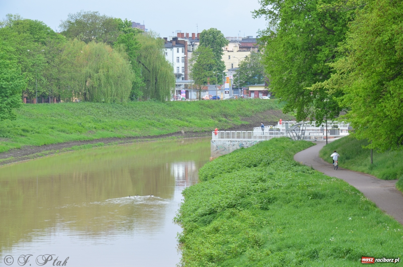 Zdjęcie w galerii na portalu naszraciborz.pl: Odra zamknięta dla żeglugi. Zdjęcia rzeki po nawałnicach wiadomości z regionu