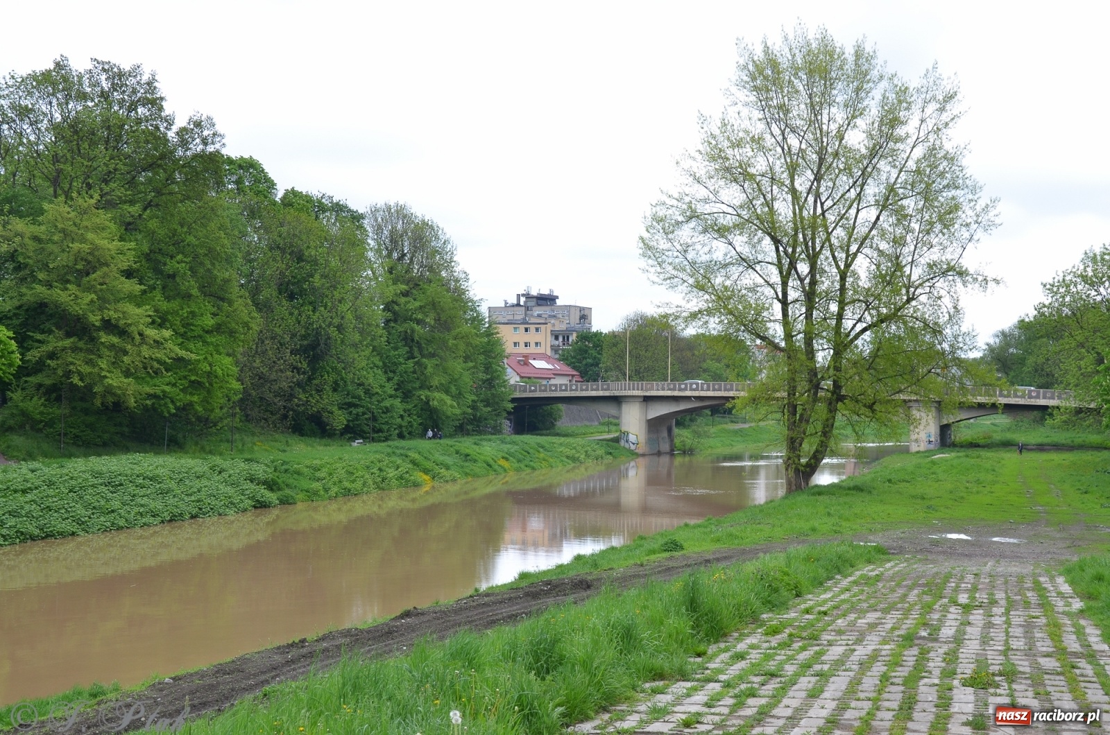 Zdjęcie w galerii na portalu naszraciborz.pl: Odra zamknięta dla żeglugi. Zdjęcia rzeki po nawałnicach wiadomości z regionu