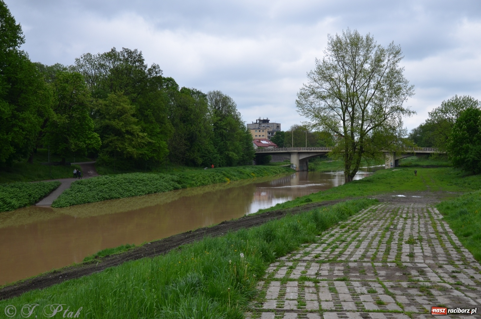 Zdjęcie w galerii na portalu naszraciborz.pl: Odra zamknięta dla żeglugi. Zdjęcia rzeki po nawałnicach wiadomości z regionu