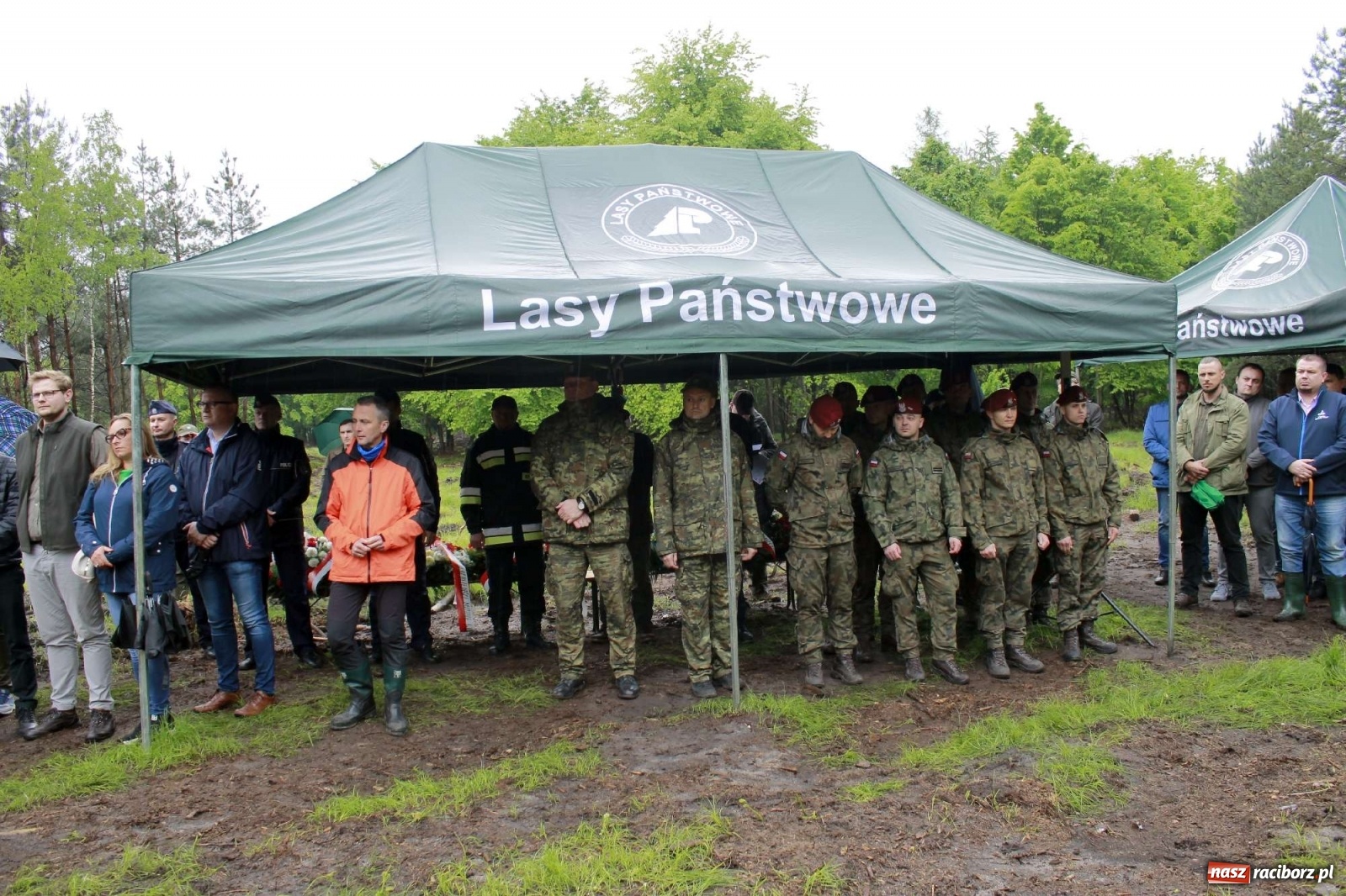 Zdjęcie w galerii na portalu naszraciborz.pl: Dąb Papieski ku pamięci, drzewa dla kolejnych pokoleń wiadomości z regionu