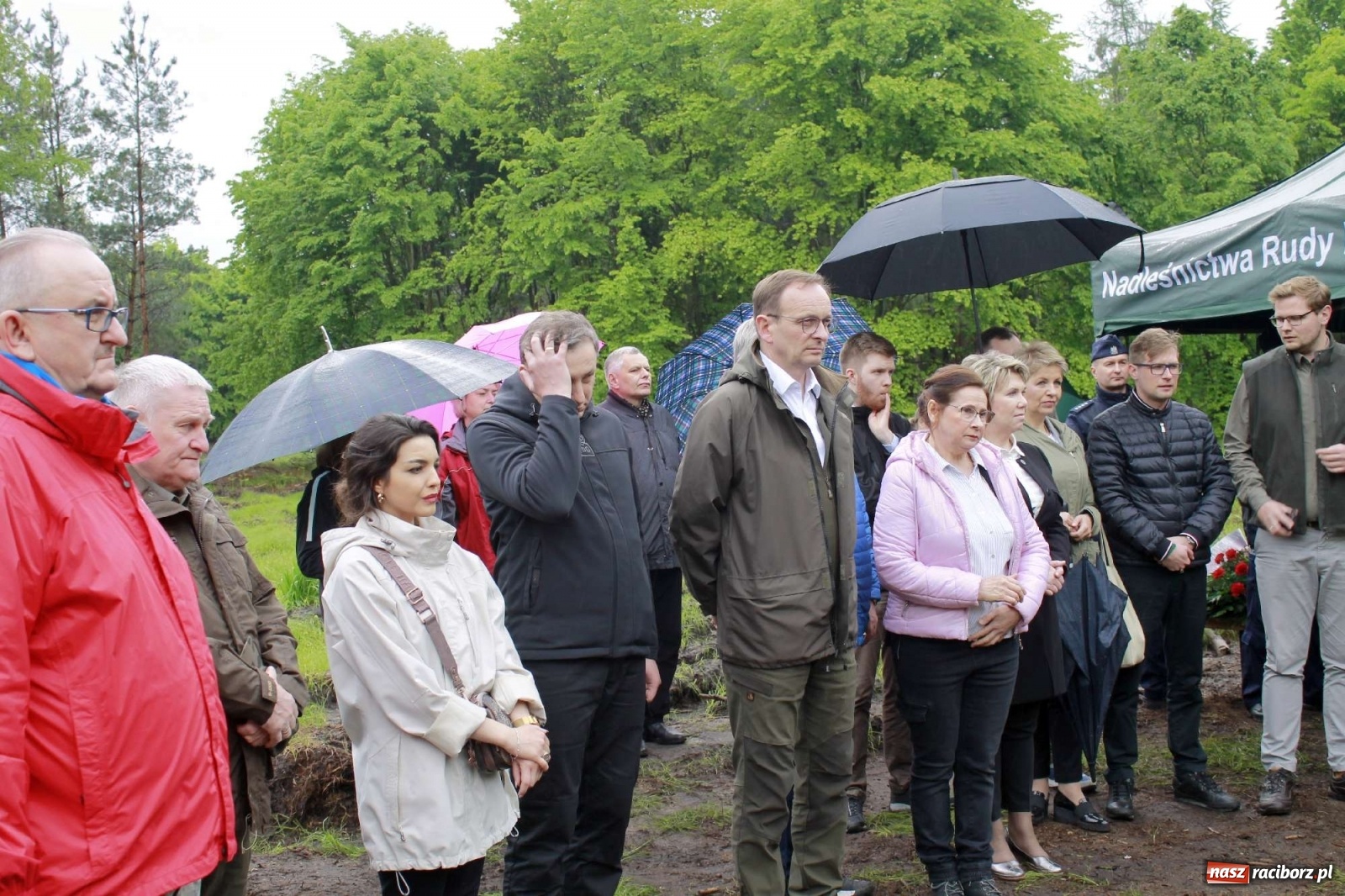 Zdjęcie w galerii na portalu naszraciborz.pl: Dąb Papieski ku pamięci, drzewa dla kolejnych pokoleń wiadomości z regionu