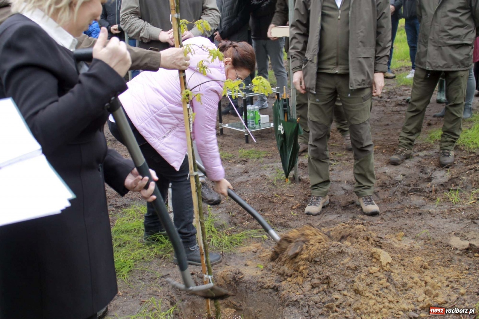 Zdjęcie w galerii na portalu naszraciborz.pl: Dąb Papieski ku pamięci, drzewa dla kolejnych pokoleń wiadomości z regionu