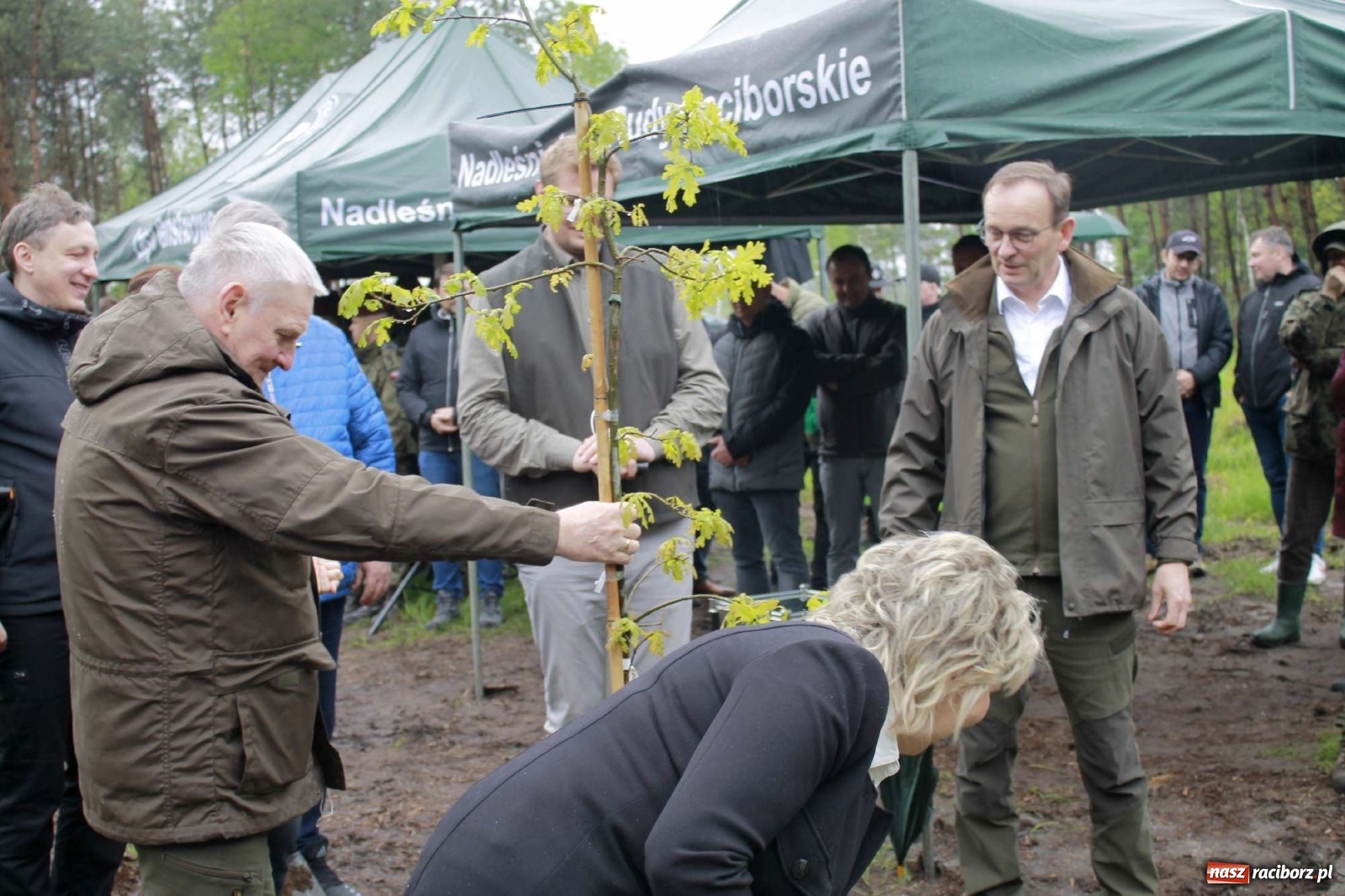 Zdjęcie w galerii na portalu naszraciborz.pl: Dąb Papieski ku pamięci, drzewa dla kolejnych pokoleń wiadomości z regionu