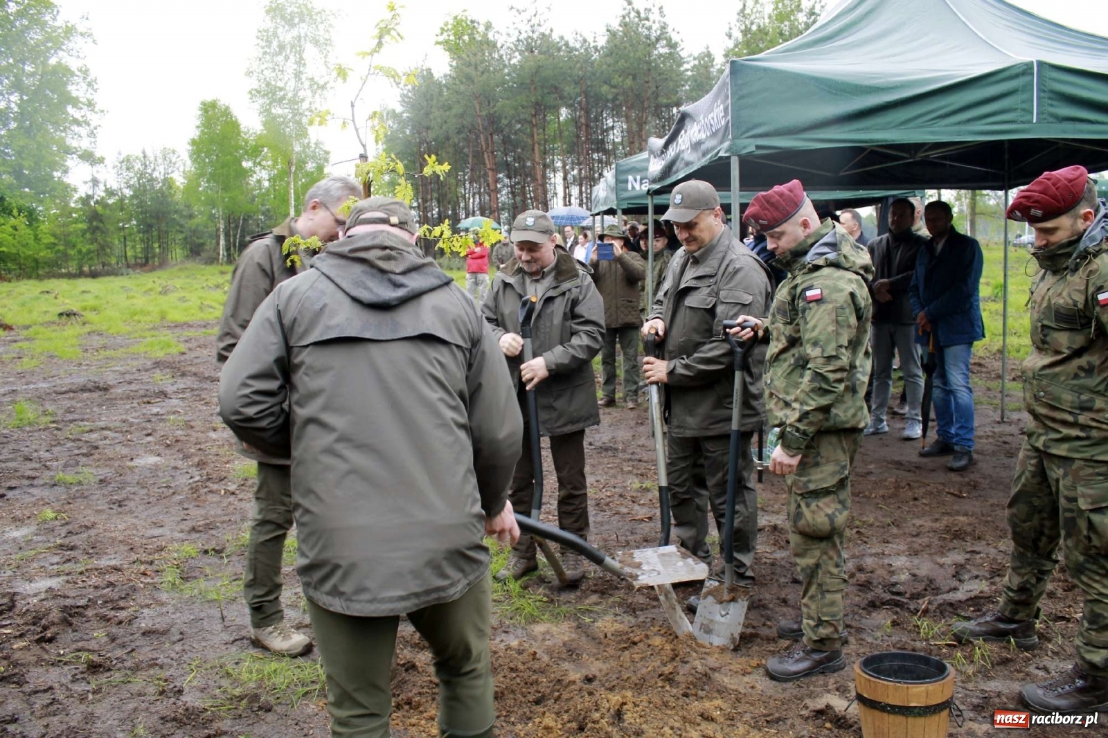 Zdjęcie w galerii na portalu naszraciborz.pl: Dąb Papieski ku pamięci, drzewa dla kolejnych pokoleń wiadomości z regionu