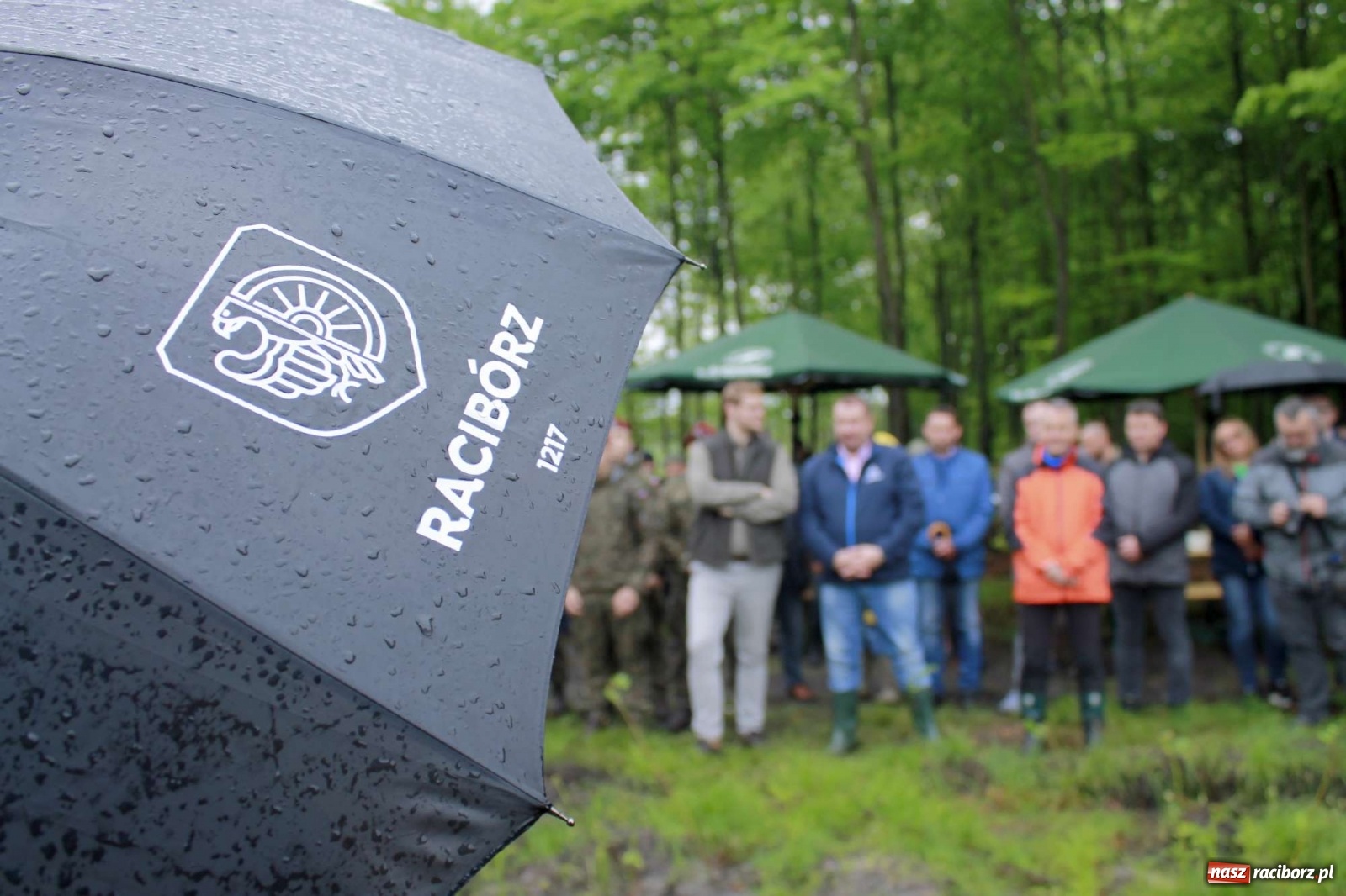 Zdjęcie w galerii na portalu naszraciborz.pl: Dąb Papieski ku pamięci, drzewa dla kolejnych pokoleń wiadomości z regionu