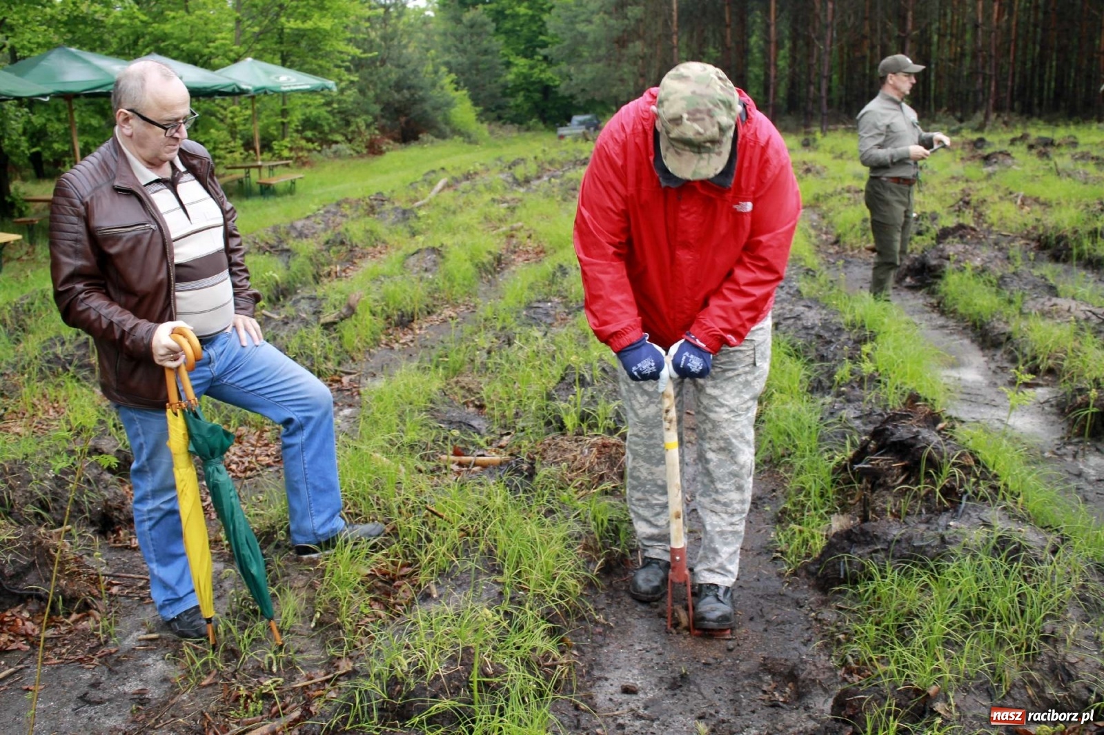 Zdjęcie w galerii na portalu naszraciborz.pl: Dąb Papieski ku pamięci, drzewa dla kolejnych pokoleń wiadomości z regionu