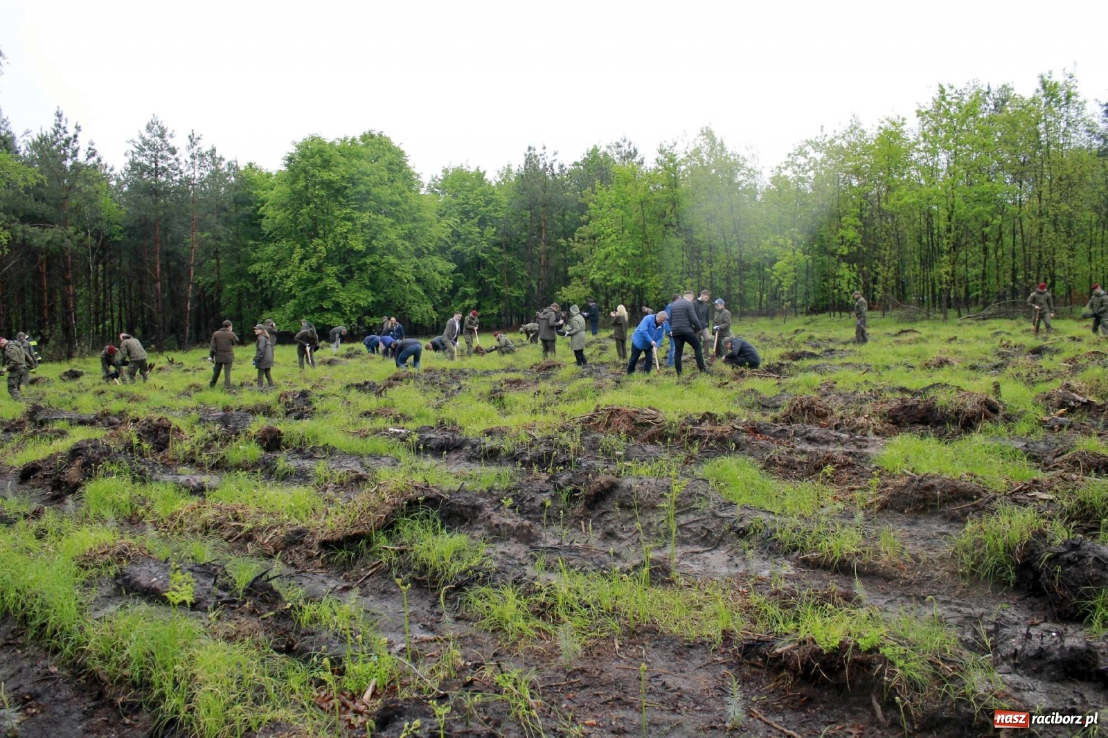 Zdjęcie w galerii na portalu naszraciborz.pl: Dąb Papieski ku pamięci, drzewa dla kolejnych pokoleń wiadomości z regionu