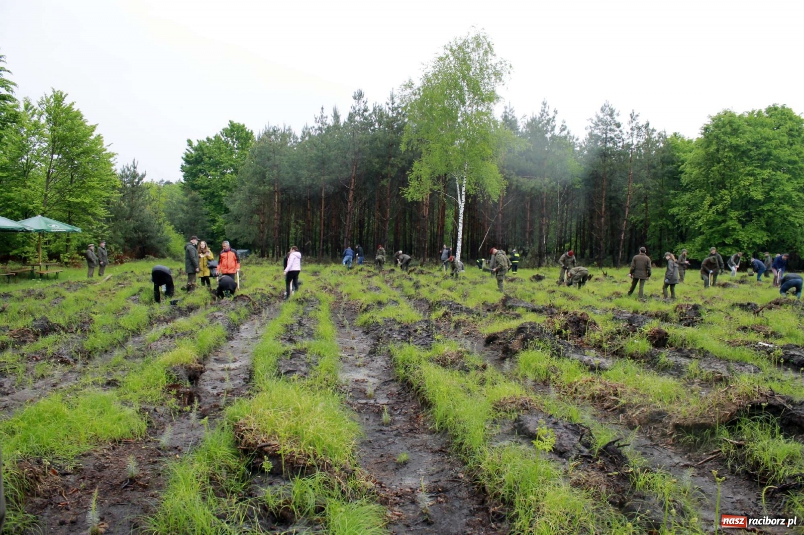 Zdjęcie w galerii na portalu naszraciborz.pl: Dąb Papieski ku pamięci, drzewa dla kolejnych pokoleń wiadomości z regionu