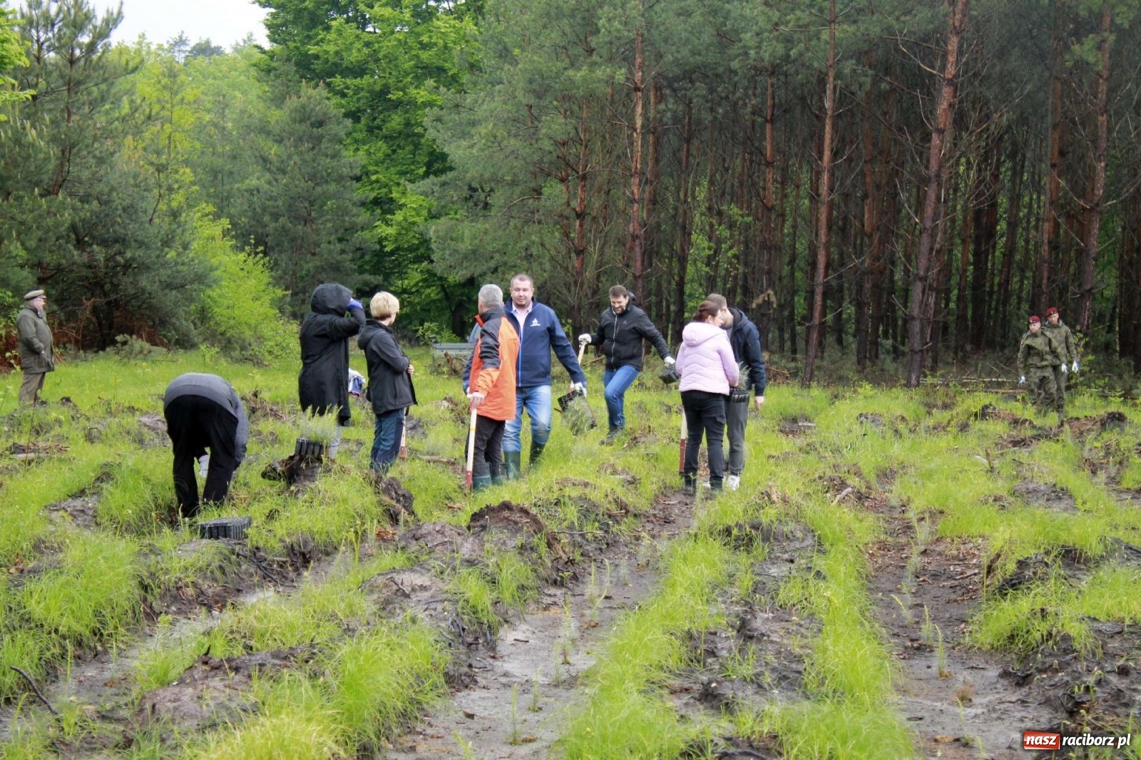 Zdjęcie w galerii na portalu naszraciborz.pl: Dąb Papieski ku pamięci, drzewa dla kolejnych pokoleń wiadomości z regionu