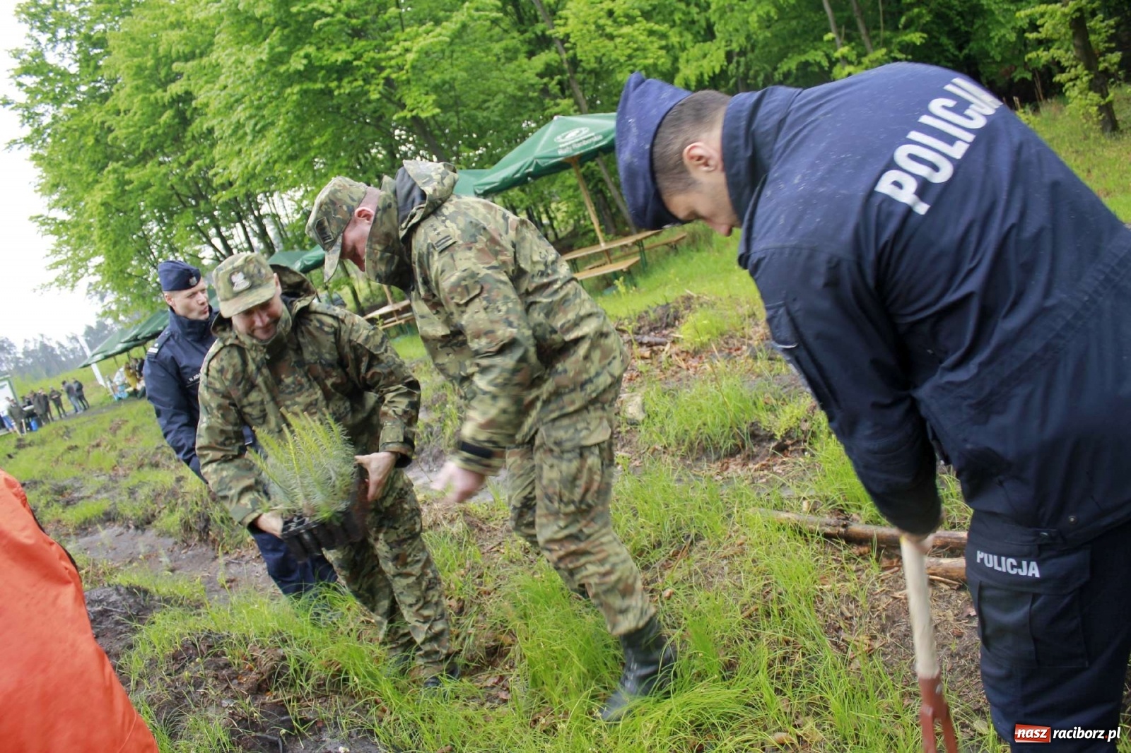 Zdjęcie w galerii na portalu naszraciborz.pl: Dąb Papieski ku pamięci, drzewa dla kolejnych pokoleń wiadomości z regionu