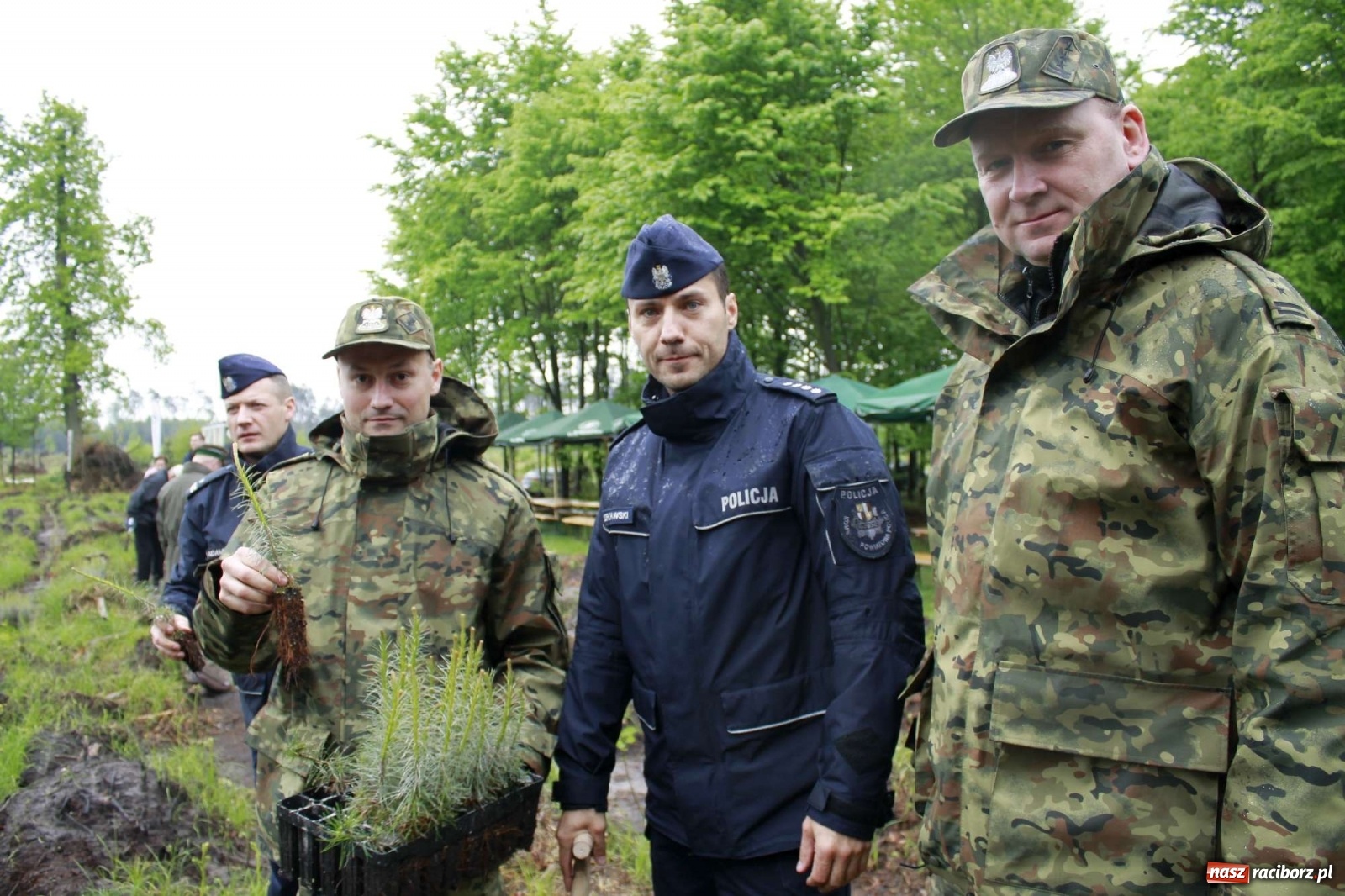 Zdjęcie w galerii na portalu naszraciborz.pl: Dąb Papieski ku pamięci, drzewa dla kolejnych pokoleń wiadomości z regionu