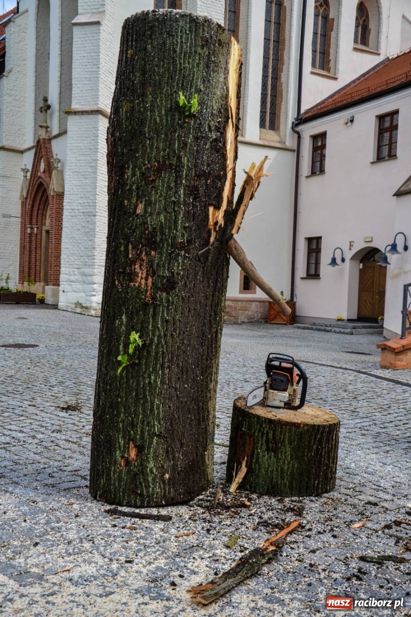 Zdjęcie w galerii na portalu naszraciborz.pl: Na zamku ruszył plener rzeźbiarski. Powstają rzeźbione postacie książąt raciborskich wiadomości z regionu