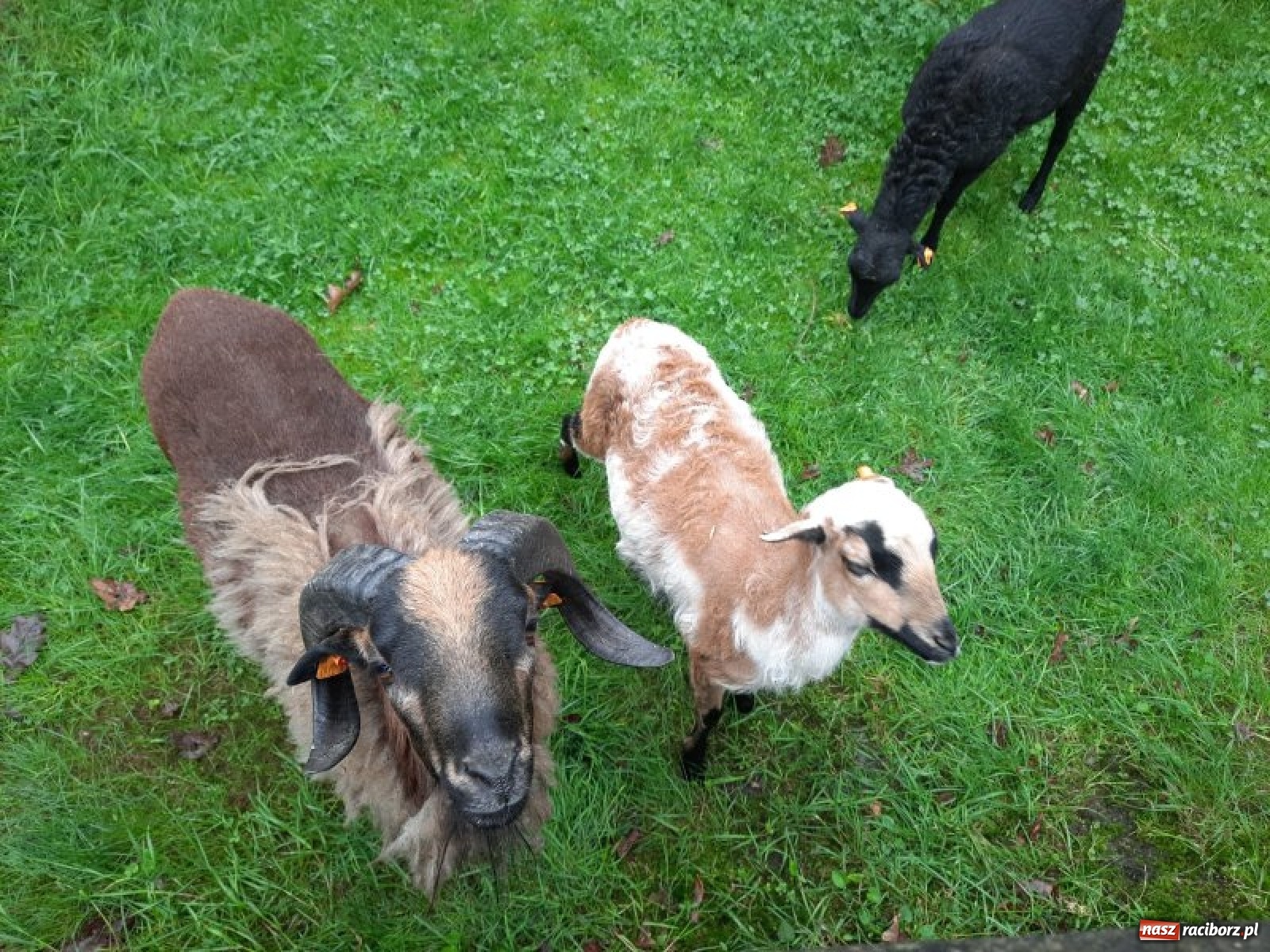 Zdjęcie w galerii na portalu naszraciborz.pl: Leśny kącik malucha kolejną atrakcją arboretum wiadomości z regionu