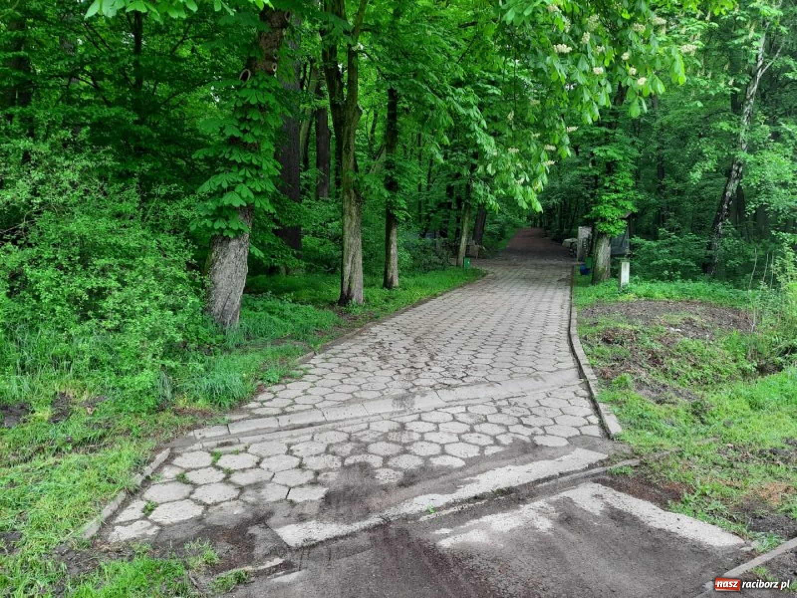 Zdjęcie w galerii na portalu naszraciborz.pl: Leśny kącik malucha kolejną atrakcją arboretum wiadomości z regionu