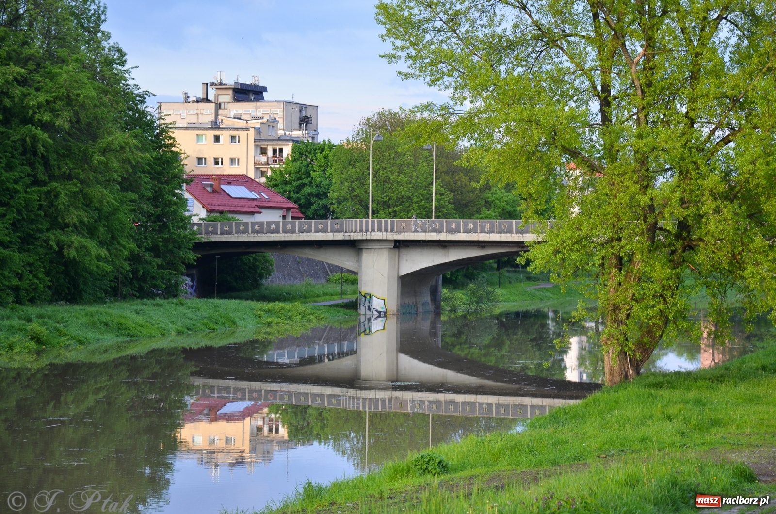 Zdjęcie w galerii na portalu naszraciborz.pl: Sytuacja hydrologiczna na górnej Odrze [FOTO] wiadomości z regionu