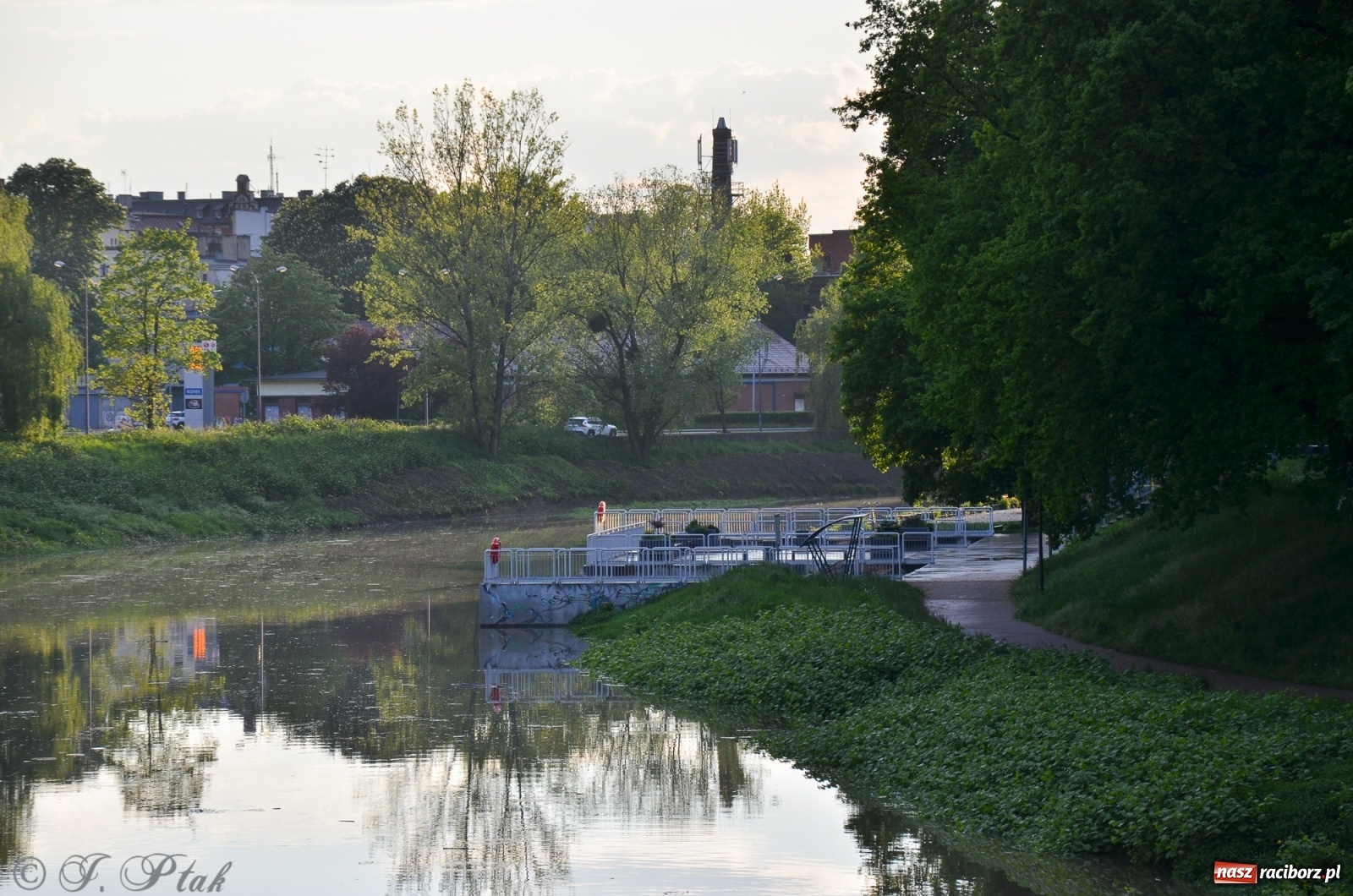 Zdjęcie w galerii na portalu naszraciborz.pl: Sytuacja hydrologiczna na górnej Odrze [FOTO] wiadomości z regionu