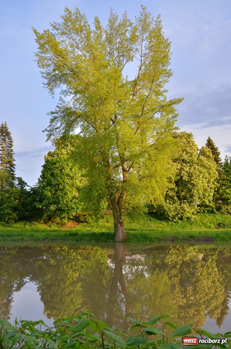 Zdjęcie w galerii na portalu naszraciborz.pl: Sytuacja hydrologiczna na górnej Odrze [FOTO] wiadomości z regionu