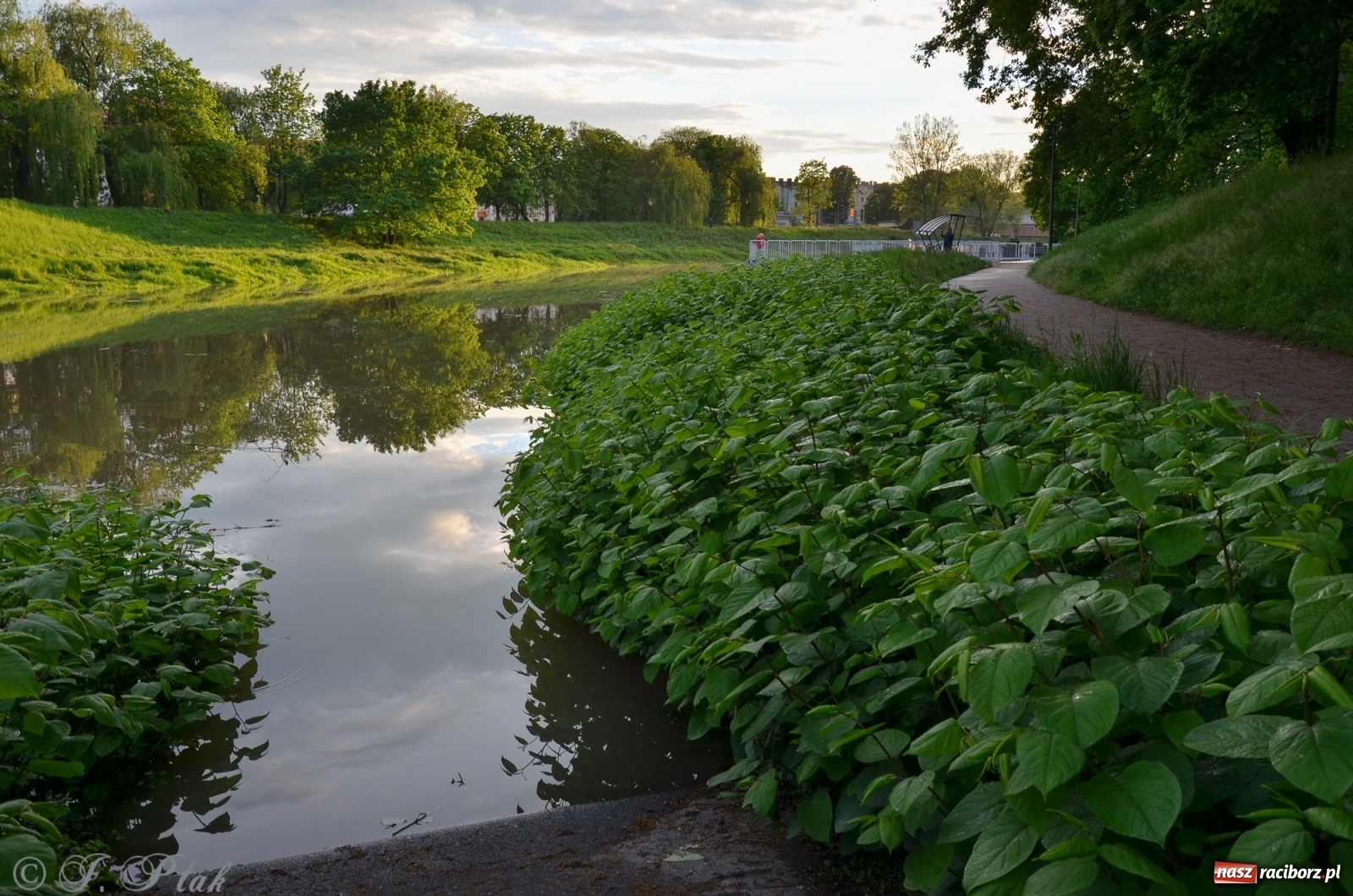 Zdjęcie w galerii na portalu naszraciborz.pl: Sytuacja hydrologiczna na górnej Odrze [FOTO] wiadomości z regionu