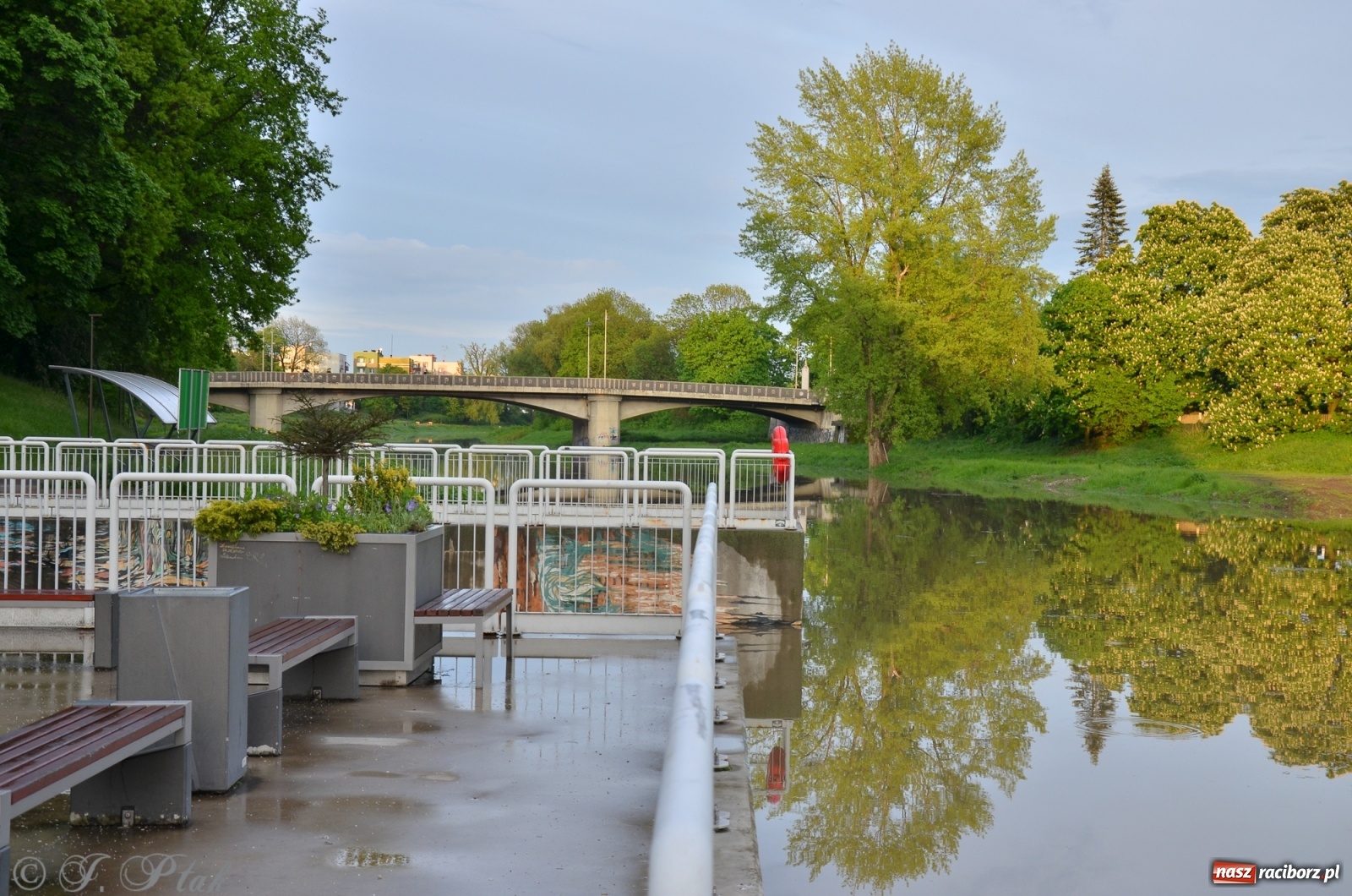 Zdjęcie w galerii na portalu naszraciborz.pl: Sytuacja hydrologiczna na górnej Odrze [FOTO] wiadomości z regionu