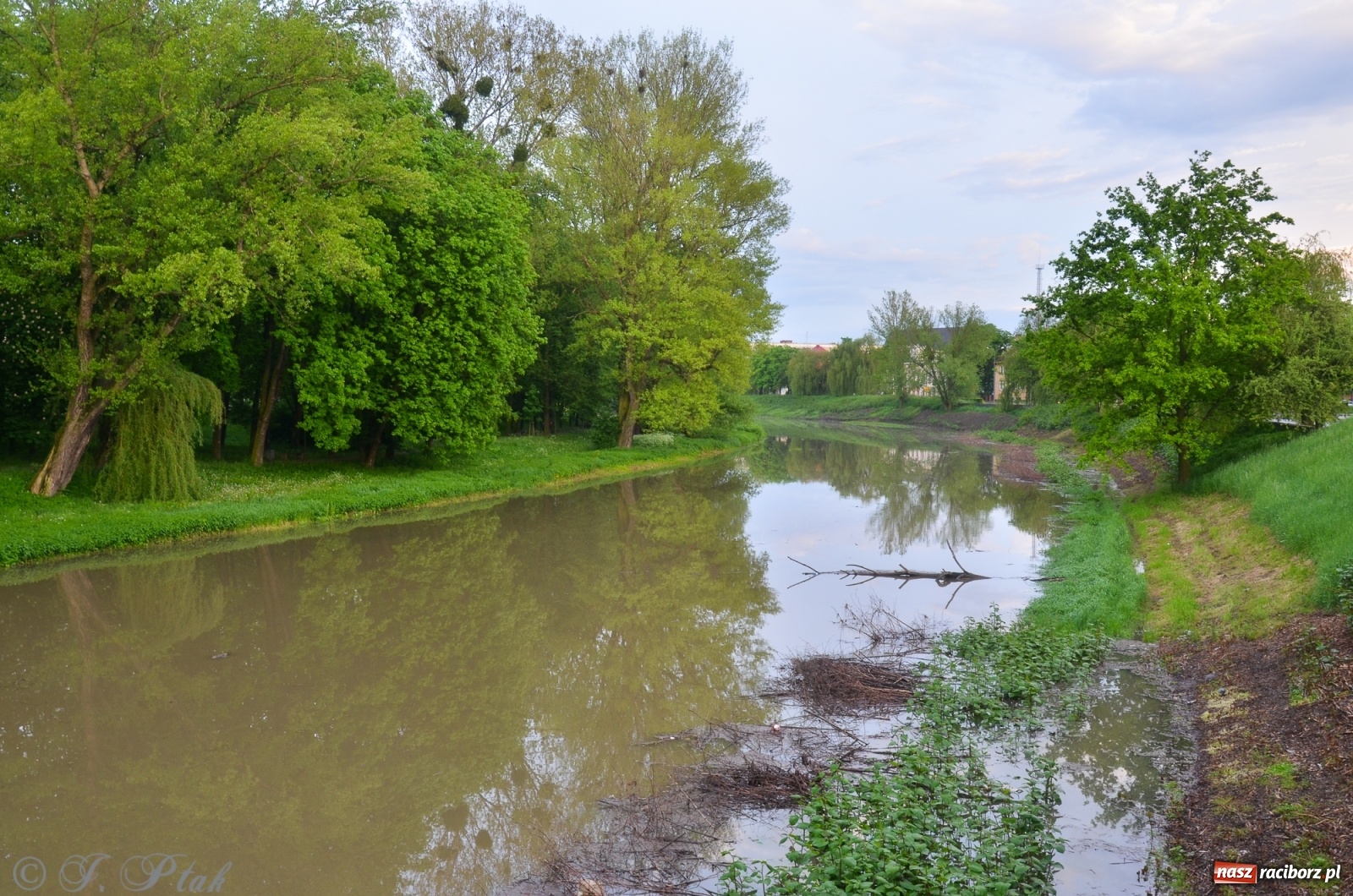 Zdjęcie w galerii na portalu naszraciborz.pl: Sytuacja hydrologiczna na górnej Odrze [FOTO] wiadomości z regionu