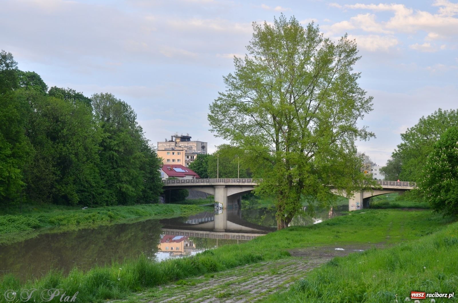 Zdjęcie w galerii na portalu naszraciborz.pl: Sytuacja hydrologiczna na górnej Odrze [FOTO] wiadomości z regionu