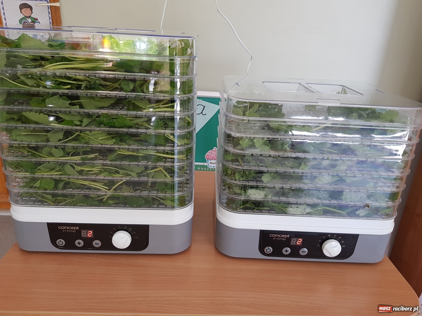 Zdjęcie w galerii na portalu naszraciborz.pl: Międzynarodowy Dzień Pszczół w tygodniu Laudato si wiadomości z regionu