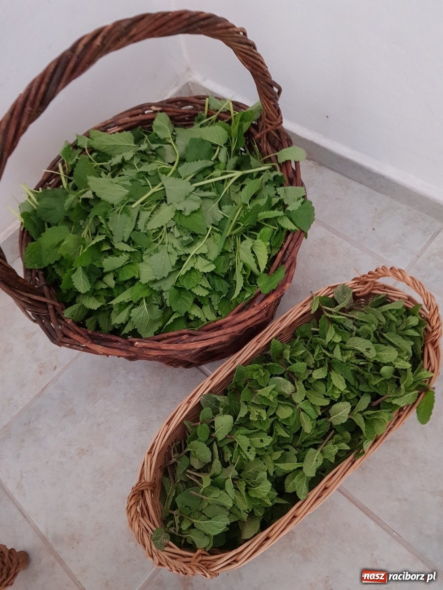 Zdjęcie w galerii na portalu naszraciborz.pl: Międzynarodowy Dzień Pszczół w tygodniu Laudato si wiadomości z regionu