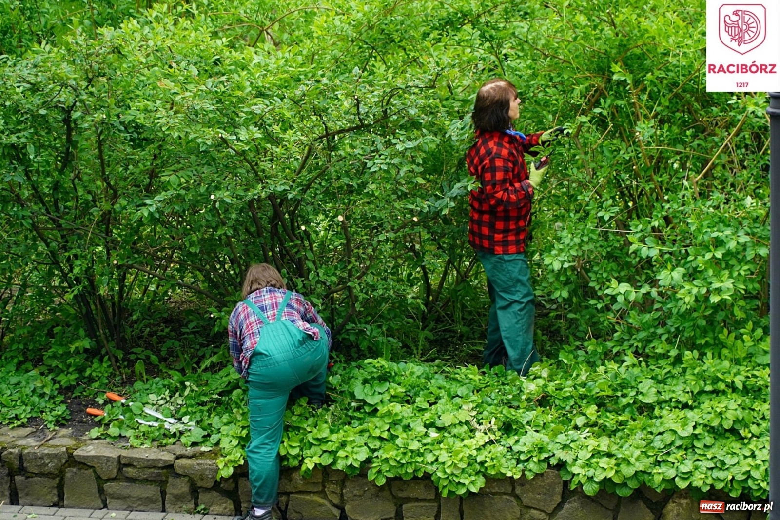 Zdjęcie w galerii na portalu naszraciborz.pl: Kosiarka do zadań specjalnych. Prezydent zadowolony ze stanu trawników wiadomości z regionu