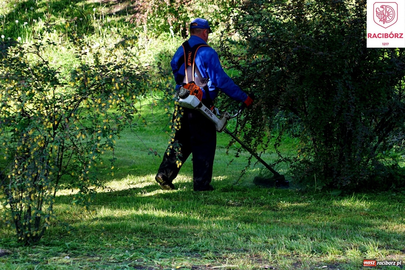 Zdjęcie w galerii na portalu naszraciborz.pl: Kosiarka do zadań specjalnych. Prezydent zadowolony ze stanu trawników wiadomości z regionu