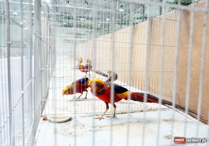 Zdjęcie w galerii na portalu naszraciborz.pl: Garłacze, olbrzymy i srokacze wiadomości z regionu