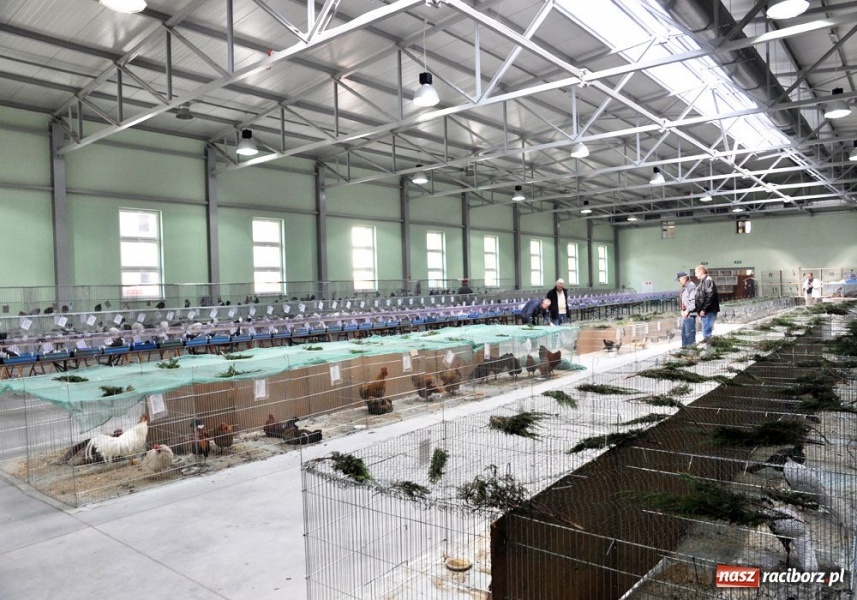 Zdjęcie w galerii na portalu naszraciborz.pl: Garłacze, olbrzymy i srokacze wiadomości z regionu