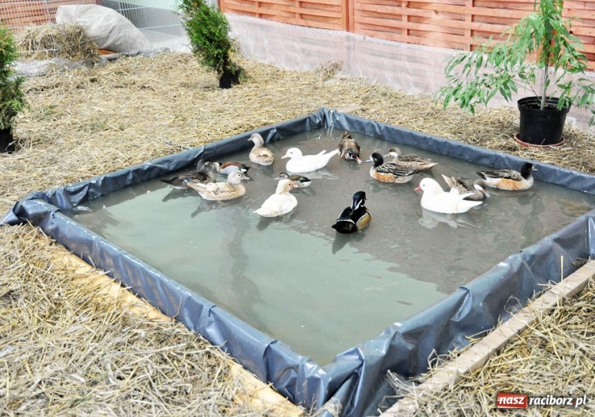 Zdjęcie w galerii na portalu naszraciborz.pl: Garłacze, olbrzymy i srokacze wiadomości z regionu