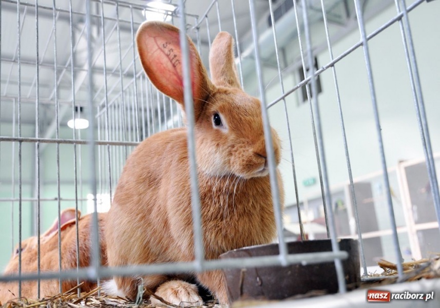 Zdjęcie w galerii na portalu naszraciborz.pl: Garłacze, olbrzymy i srokacze wiadomości z regionu