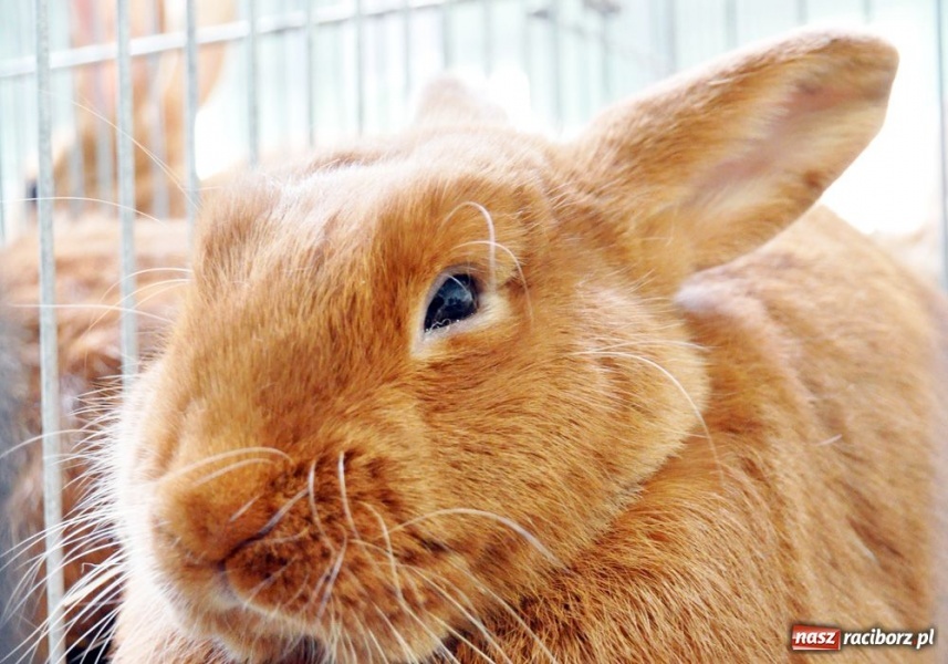Zdjęcie w galerii na portalu naszraciborz.pl: Garłacze, olbrzymy i srokacze wiadomości z regionu