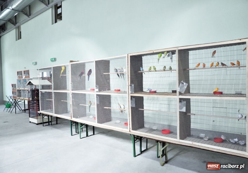 Zdjęcie w galerii na portalu naszraciborz.pl: Garłacze, olbrzymy i srokacze wiadomości z regionu