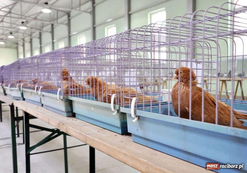 Zdjęcie w galerii na portalu naszraciborz.pl: Garłacze, olbrzymy i srokacze wiadomości z regionu