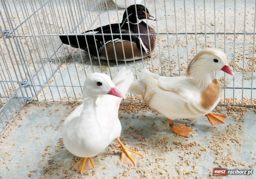 Zdjęcie w galerii na portalu naszraciborz.pl: Garłacze, olbrzymy i srokacze wiadomości z regionu