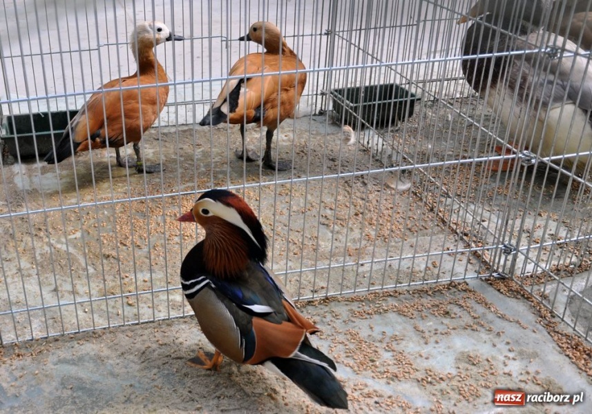 Zdjęcie w galerii na portalu naszraciborz.pl: Garłacze, olbrzymy i srokacze wiadomości z regionu