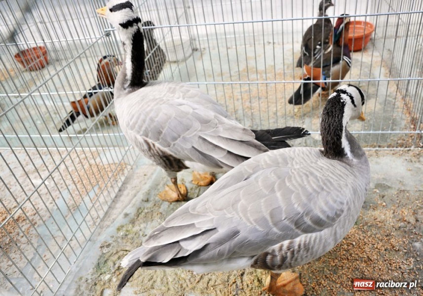 Zdjęcie w galerii na portalu naszraciborz.pl: Garłacze, olbrzymy i srokacze wiadomości z regionu