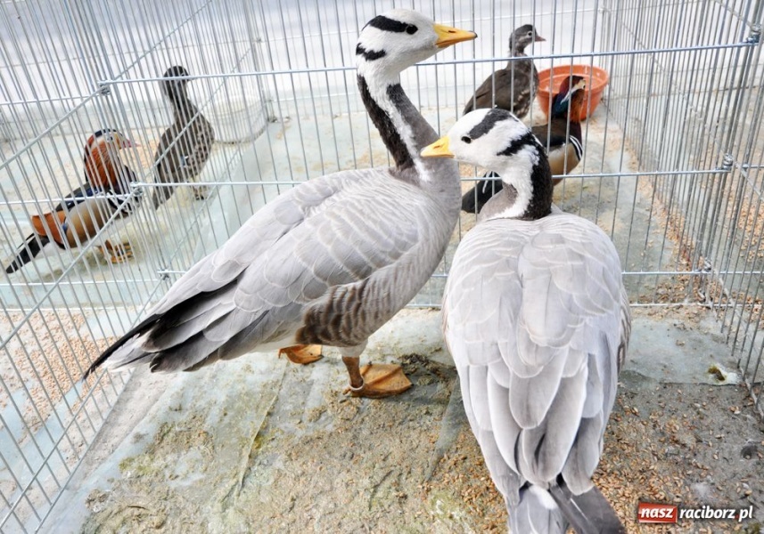 Zdjęcie w galerii na portalu naszraciborz.pl: Garłacze, olbrzymy i srokacze wiadomości z regionu