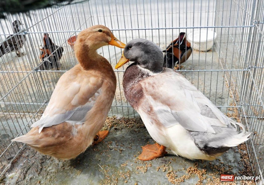 Zdjęcie w galerii na portalu naszraciborz.pl: Garłacze, olbrzymy i srokacze wiadomości z regionu