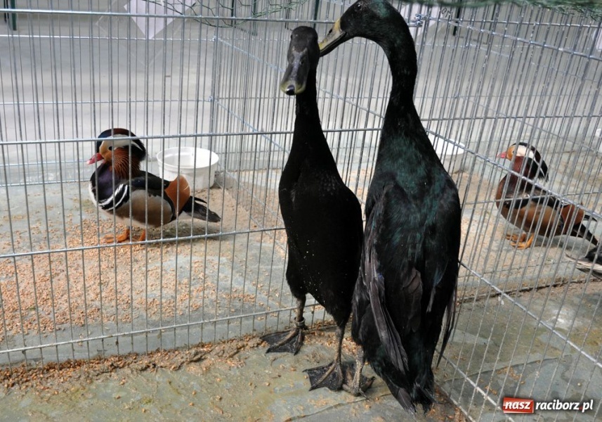Zdjęcie w galerii na portalu naszraciborz.pl: Garłacze, olbrzymy i srokacze wiadomości z regionu