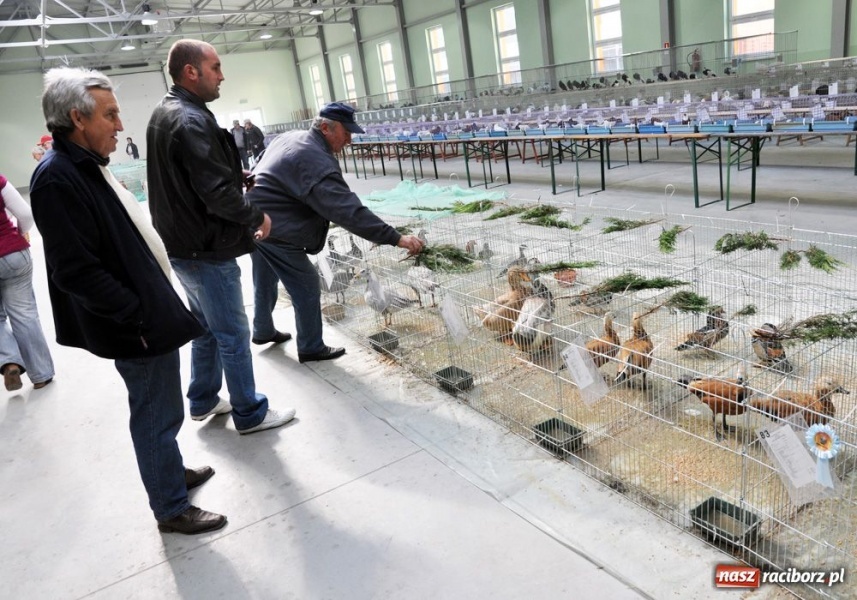 Zdjęcie w galerii na portalu naszraciborz.pl: Garłacze, olbrzymy i srokacze wiadomości z regionu