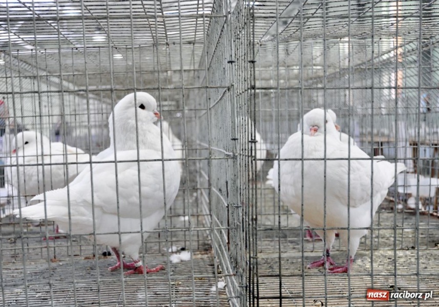 Zdjęcie w galerii na portalu naszraciborz.pl: Garłacze, olbrzymy i srokacze wiadomości z regionu