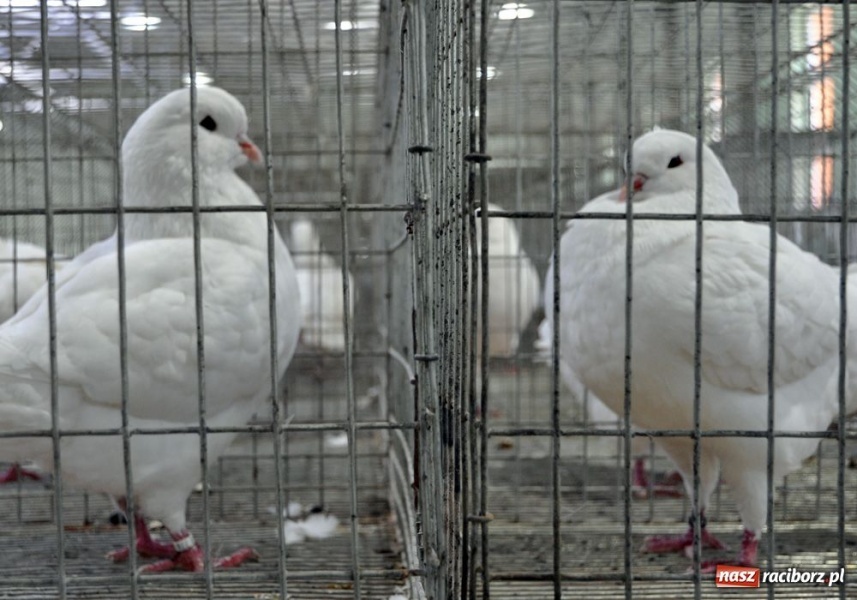 Zdjęcie w galerii na portalu naszraciborz.pl: Garłacze, olbrzymy i srokacze wiadomości z regionu